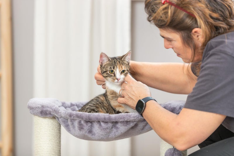 Trixie Baza Scratching Post â€“ Cat Tower with Sisal Rope, Cozy Hammock & Dangling Toy â€“ Durable Climber for Indoor Cats â€“ Gray, 15.7 x 15.7 x 19.7 in - Image 5